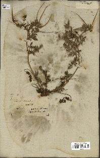 spécimen de Erodium ciconium
