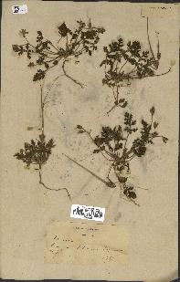 spécimen de Erodium ciconium