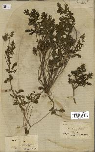 spécimen de Erodium ciconium