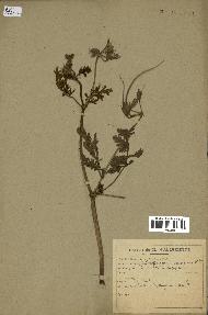 spécimen de Erodium ciconium
