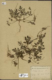 spécimen de Erodium ciconium