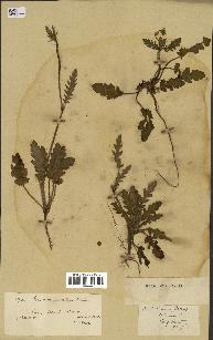 spécimen de Erodium ciconium