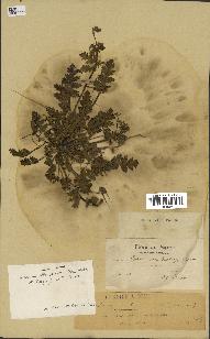 spécimen de Erodium ciconium