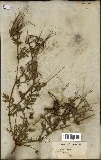 spécimen de Erodium ciconium
