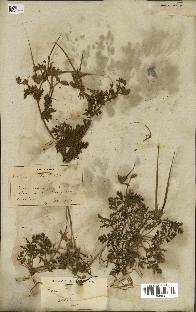 spécimen de Erodium ciconium