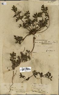 spécimen de Erodium ciconium