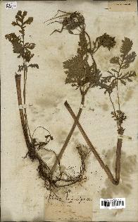 spécimen de Erodium ciconium