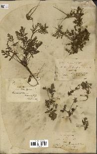 spécimen de Erodium ciconium