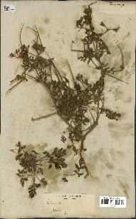 spécimen de Erodium ciconium