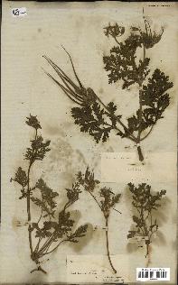spécimen de Erodium ciconium