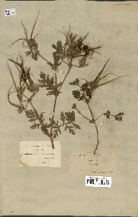 spécimen de Erodium ciconium