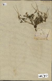 spécimen de Erodium ciconium