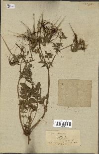 spécimen de Erodium ciconium
