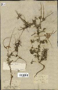 spécimen de Erodium ciconium