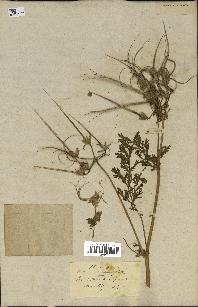 spécimen de Erodium ciconium