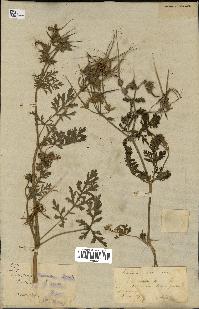 spécimen de Erodium ciconium