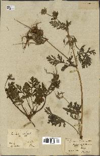 spécimen de Erodium ciconium