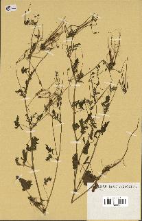 spécimen de Erodium laciniatum