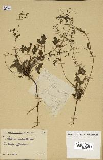 spécimen de Erodium laciniatum
