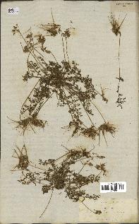 spécimen de Erodium praecox