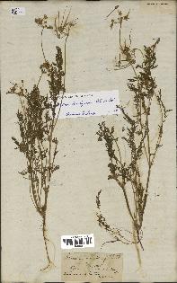 spécimen de Erodium praecox
