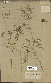 spécimen de Erodium praecox
