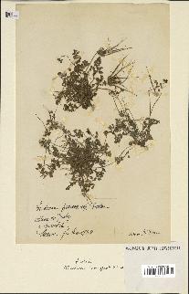 spécimen de Erodium praecox