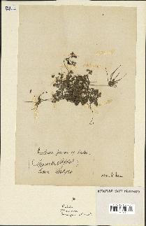 spécimen de Erodium praecox