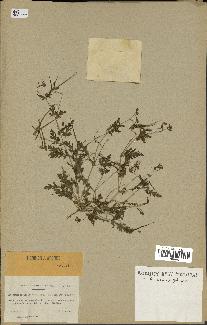 spécimen de Erodium neuradifolium