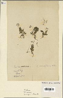 spécimen de Erodium neuradifolium