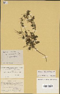 spécimen de Erodium neuradifolium