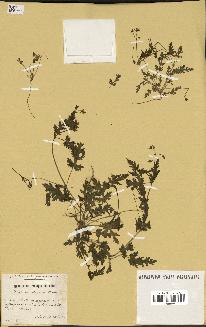 spécimen de Erodium neuradifolium