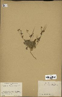 spécimen de Erodium neuradifolium