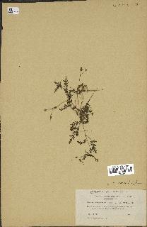 spécimen de Erodium neuradifolium