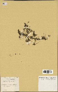 spécimen de Erodium neuradifolium