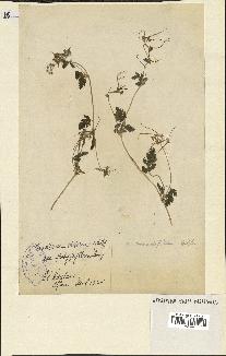 spécimen de Erodium neuradifolium