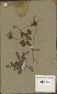 spécimen de Erodium moschatum