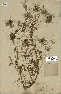 spécimen de Erodium moschatum