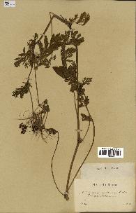 spécimen de Erodium moschatum