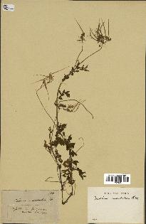 spécimen de Erodium moschatum