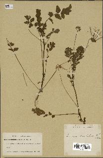 spécimen de Erodium moschatum