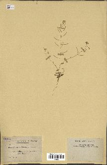 spécimen de Arabidopsis thaliana