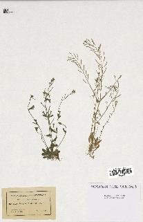 spécimen de Arabidopsis thaliana