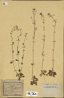 spécimen de Arabidopsis thaliana