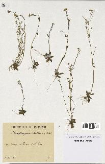 spécimen de Arabidopsis thaliana