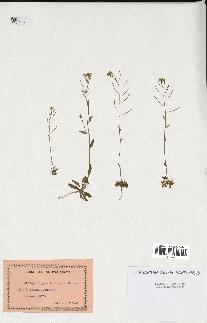 spécimen de Arabidopsis thaliana