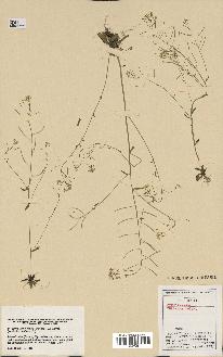 spécimen de Arabidopsis thaliana