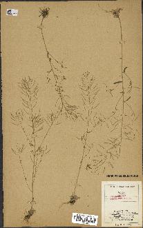spécimen de Arabidopsis thaliana