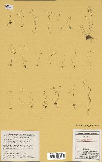 spécimen de Arabidopsis thaliana