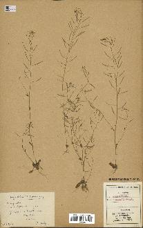 spécimen de Arabidopsis thaliana